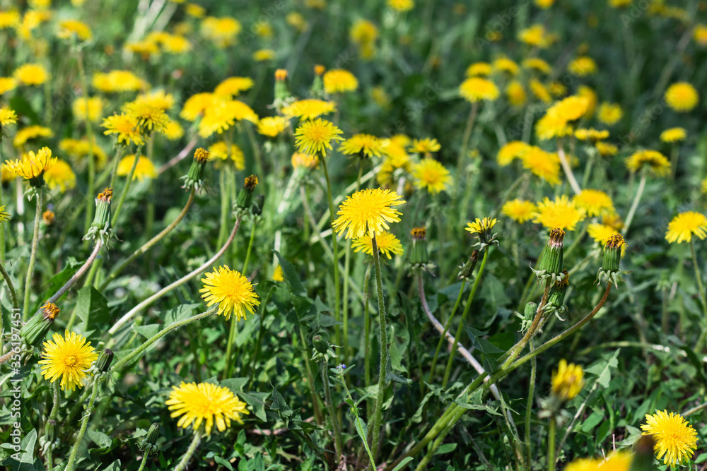 Yellow dandelion flowers on the lawn