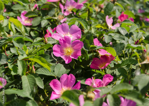 pink rosehip flower in the sun 4