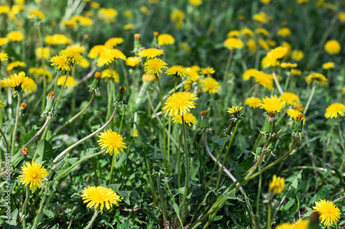 Yellow dandelion flowers on the lawn