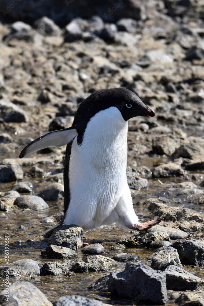 Naklejka premium Adelie penguin walking at Brown Bluff, Antarctica