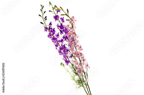 beautiful meadow flowers isolated