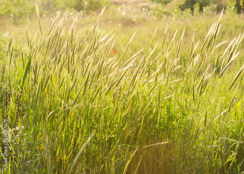 spikelets of grass in the sun 2