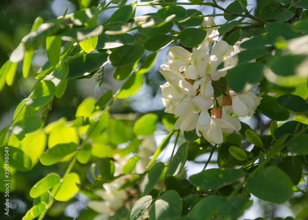 white flowers Acacia white Robinia pseudoacacia white flowers Acacia white Robinia pseudoacacia
