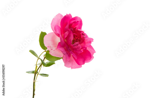 rose flower isolated