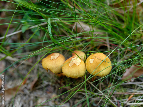 inedible mushrooms in the forest litter