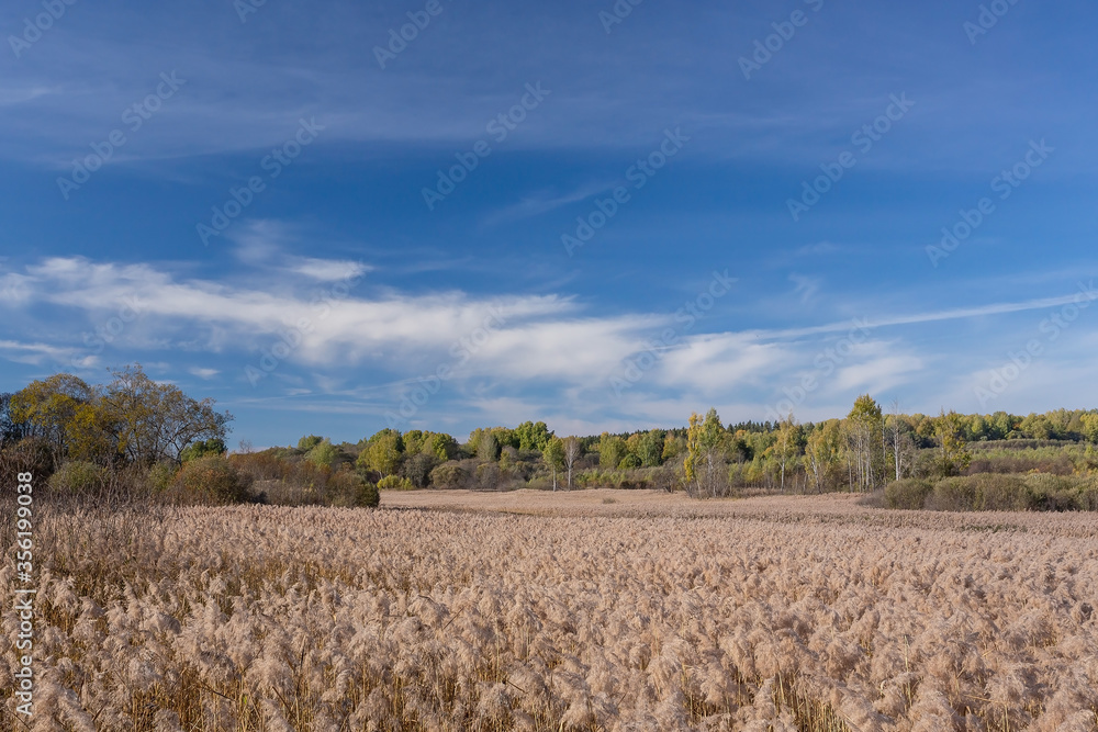 a field of dry grass on the site of a former lake, surrounded by autumn forest under a blue sky with clouds