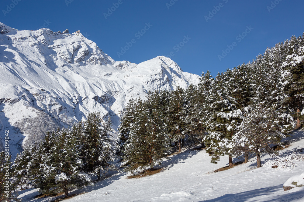 pine trees in the snow on the mountainside against the background of snow-capped peaks