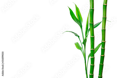 Fototapeta Naklejka Na Ścianę i Meble -  Green bamboo stems and leaves on white background. Banner with copy space