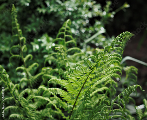 Green fern leaves in the forest.