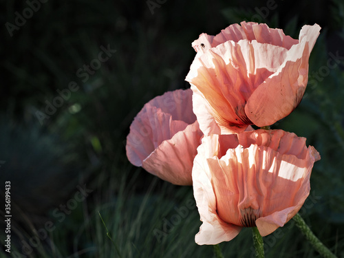 Large pink poppies.