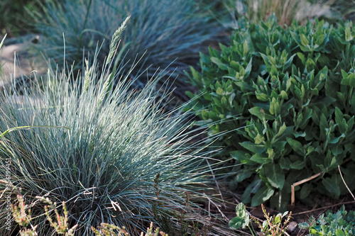 Silver-blue grass in the sunshine in the garden.