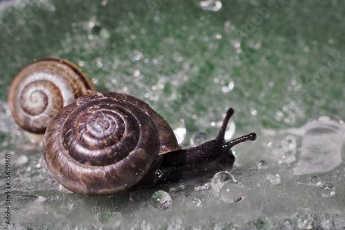 Two snails on leaf with water drop