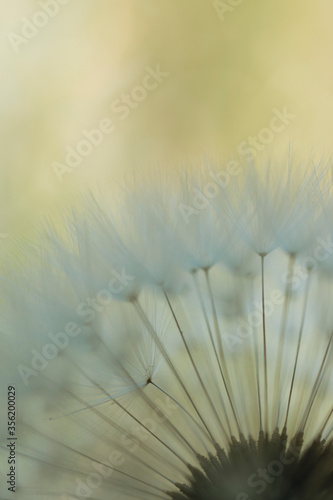 Fototapeta Naklejka Na Ścianę i Meble -  Closeup of dandelion seeds