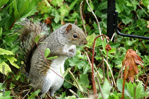 Grey squirrel at ground level among foliage in an English country garden eating bird seeds fallen from a bird feeder .