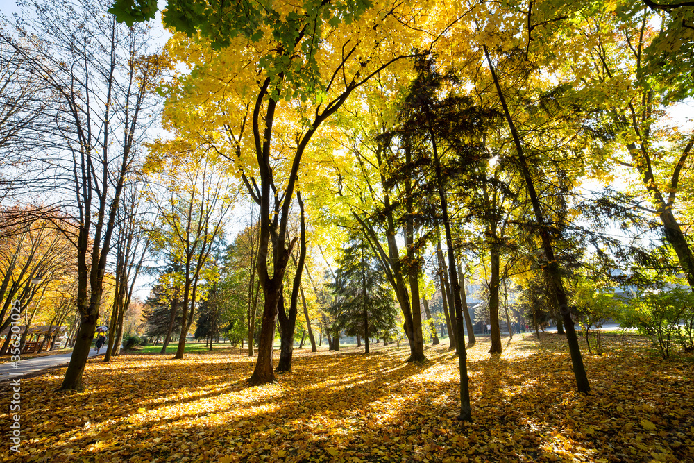 Trees with fallen yellow leaves in autumn park.