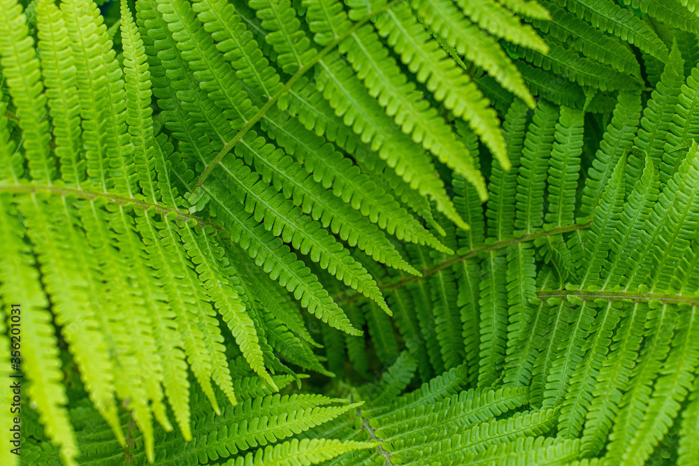 Natural fern textured pattern. Beautiful background made with young green fern leaves. Beautiful ferns leaves green foliage. Natural floral fern background in sunlight. Natural fern textured pattern. Beautiful background made with young green fern leaves. Beautiful ferns leaves green foliage. Natural floral fern background in sunlight.