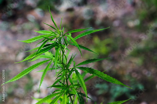 marijuana leaf high view close up