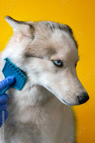 Brushing fur comb in dog breed Siberian Husky isolated on orange background. Caring for a gray domestic wolf with blue eyes.