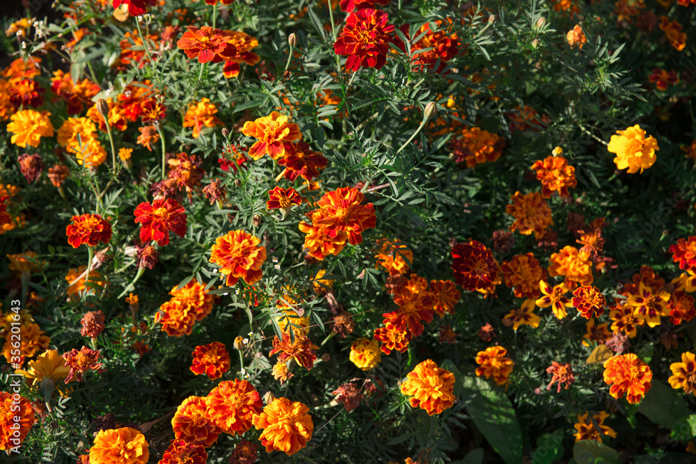Autumn Flowers of calendula orange. Texture of flowers flooded with sunbeams.