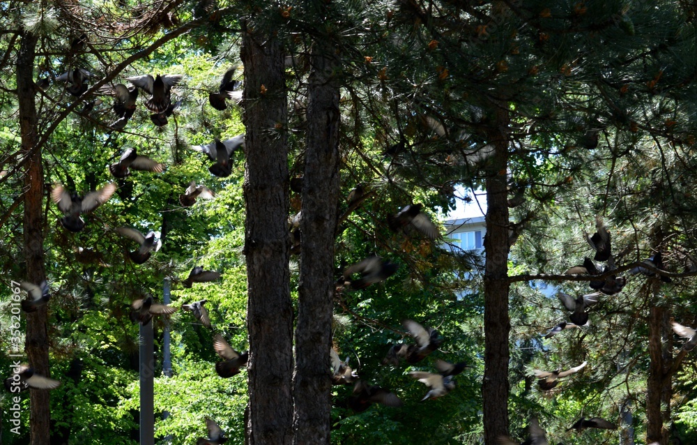 lots of pigeons in flight in the park lots of pigeons in flight in the park