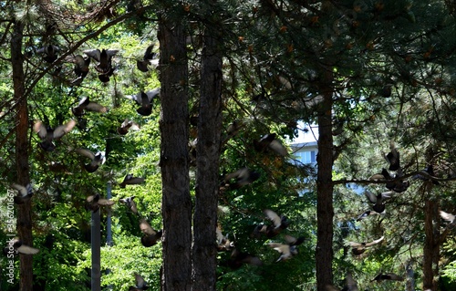 Fototapeta Naklejka Na Ścianę i Meble -  lots of pigeons in flight in the park