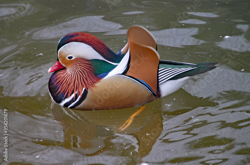 Mandarin duck swimming on a lake