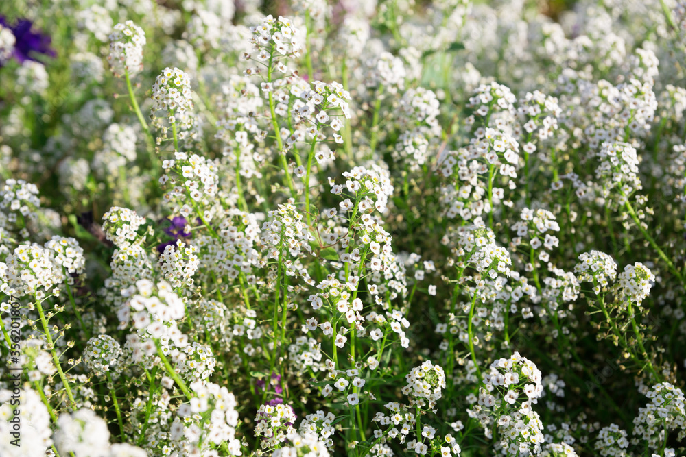 Many small inflorescences of white flowers in the flowerbed.