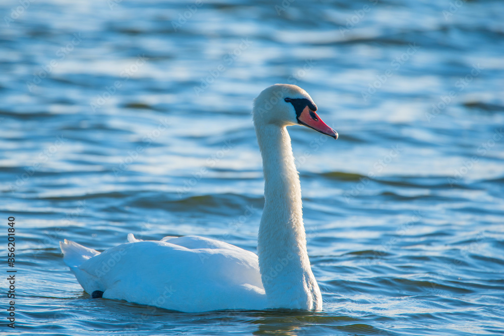Fototapeta premium A white lone swan swims in the sea. Photographed close-up.