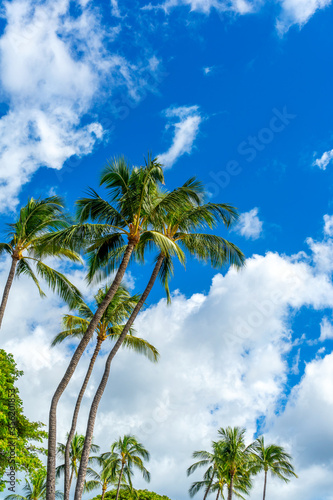 Tall palm trees on the Hawaiian Island of Maui