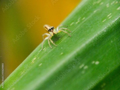 Spider jumping on green leaves
