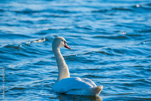 A white lone swan swims in the sea. Photographed close-up.