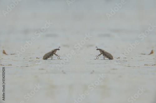 two bugs cross the road to meet each other © Gennady