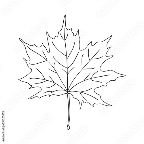 Vector line maple leaf icon isolated on white background. Tree greenery botanical illustration. Cartoon style autumn leaves