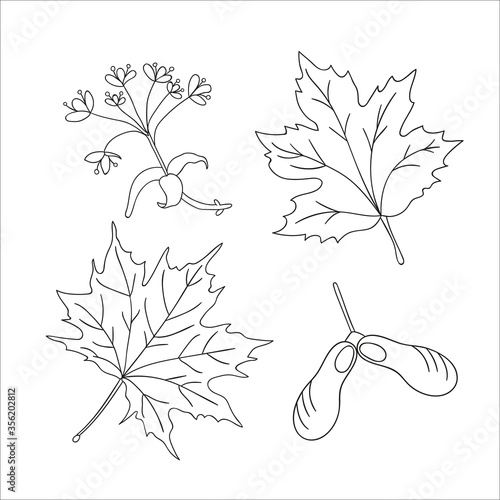 Vector set of line maple tree elements isolated on white background. Botanical illustration of maple leaf, brunch, flowers, key fruit. Black and white clip art