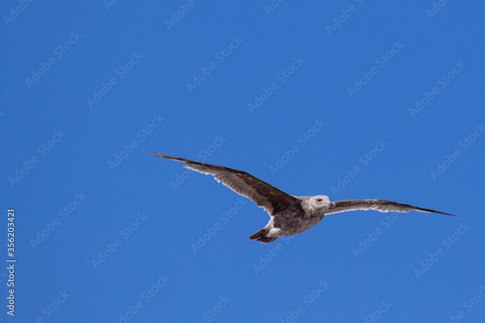 Obraz premium Seagull