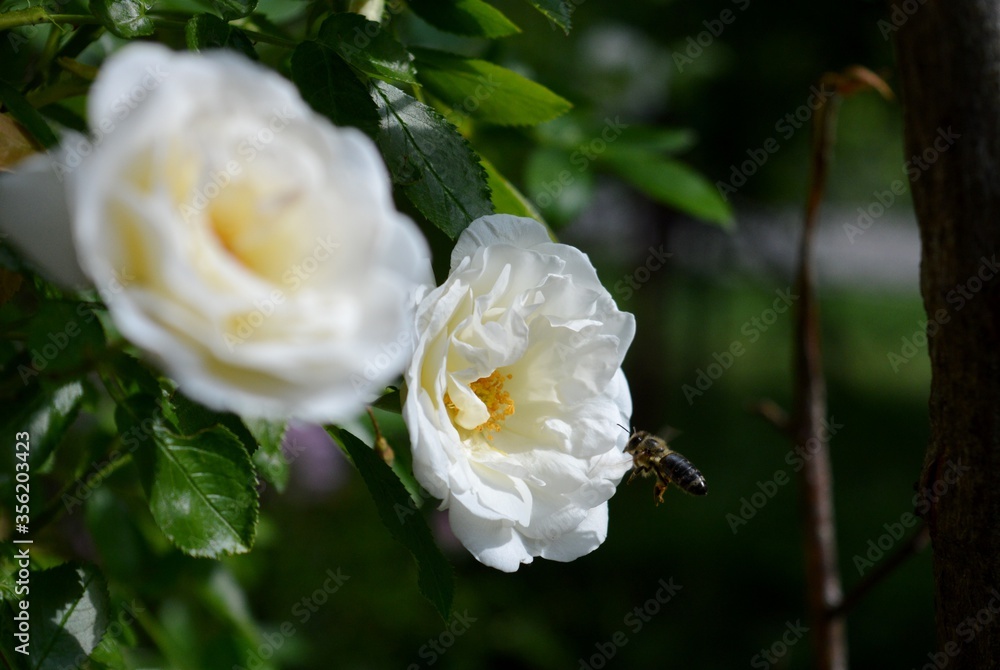 a bee flies towards a white rose a bee flies towards a white rose