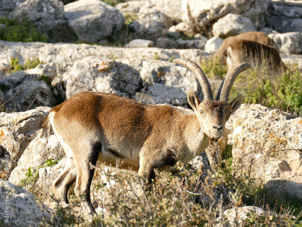 Steinbock, Spanien, Andalusien, Iberische Halbinsel, Paraje Natural El Torcal, Iberiensteinbock, Capra pyrenaica Steinbock, Spanien, Andalusien, Iberische Halbinsel, Paraje Natural El Torcal, Iberiensteinbock, Capra pyrenaica