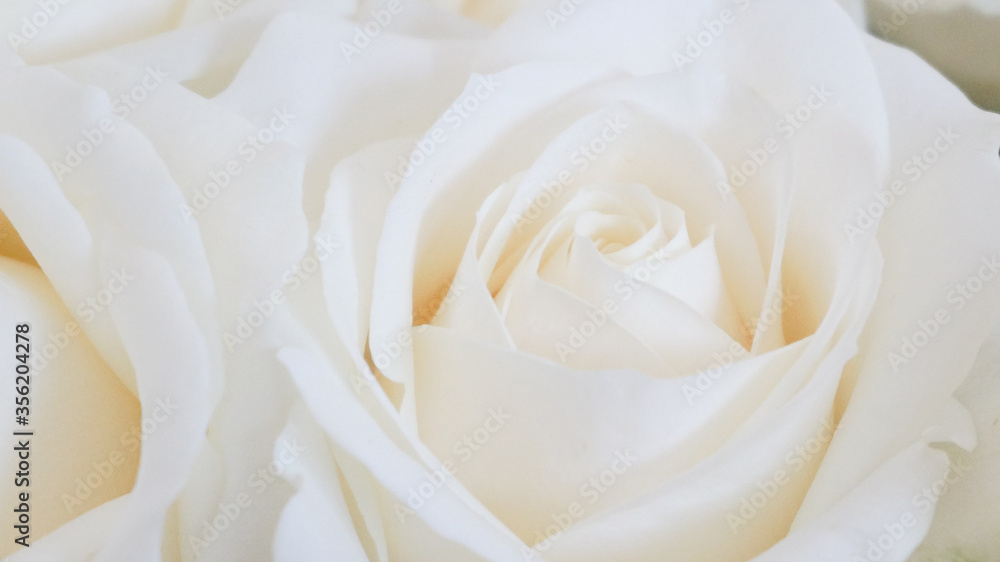 Obraz premium White rose bud close up soft focus background