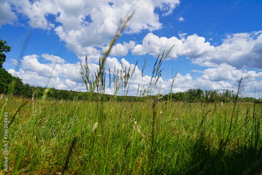 Obraz premium view through grass from ground on meadow with blue sky and clouds