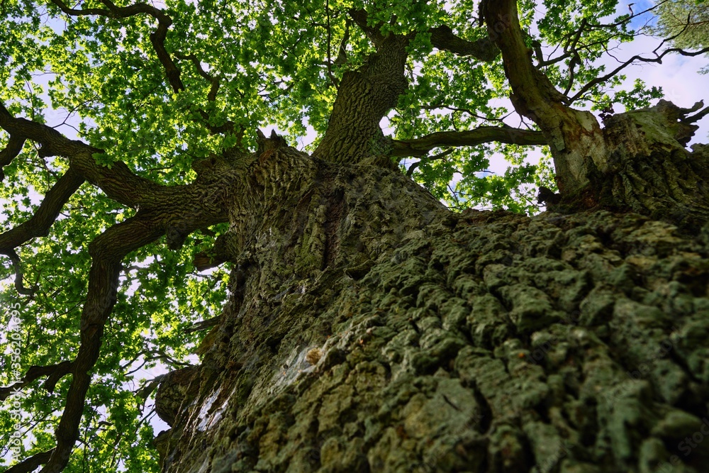 Fototapeta premium old oak tree view from botton along the trunk