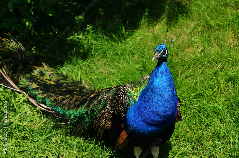 Fototapeta premium Peacock walks on green spring grass at zoo