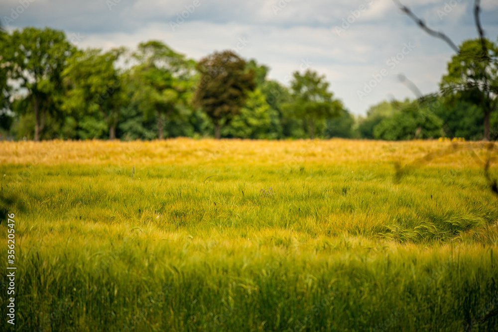 field of wheat