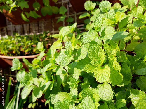 lemon balm mint