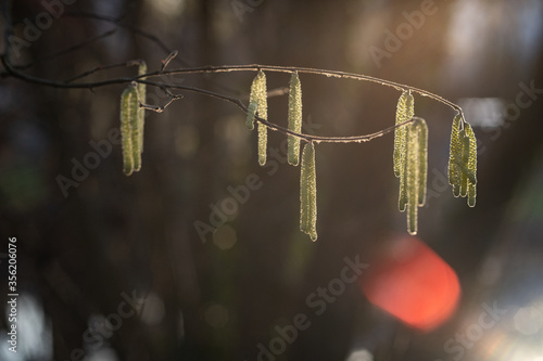 traum frühling symbol gegenlicht nahaufnahme