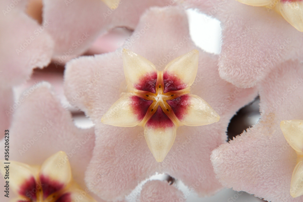 close up of a pink porcelainflower close up of a pink porcelainflower