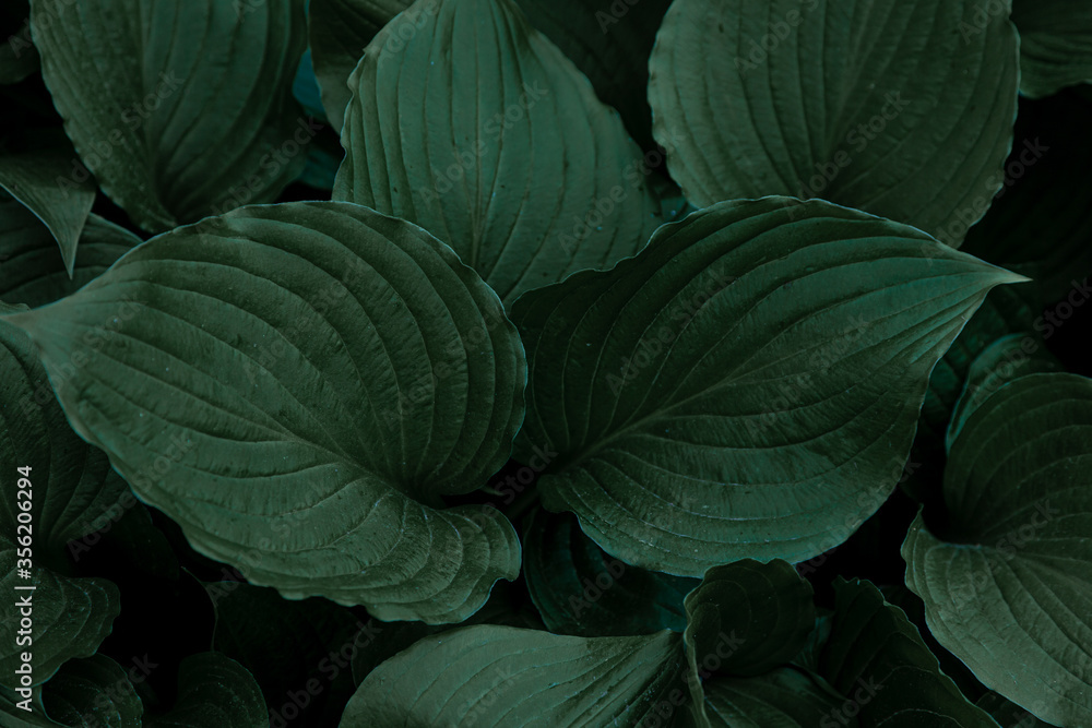 Hosta plant. Green leaves. Natural green background. Large large leaves of a garden plant. Hosta plant. Green leaves. Natural green background. Large large leaves of a garden plant.