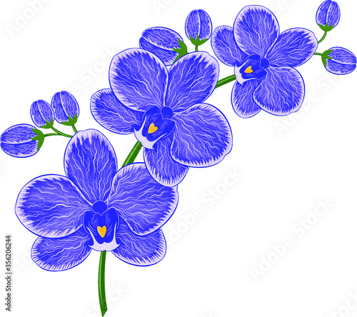 orchid isolated on white background