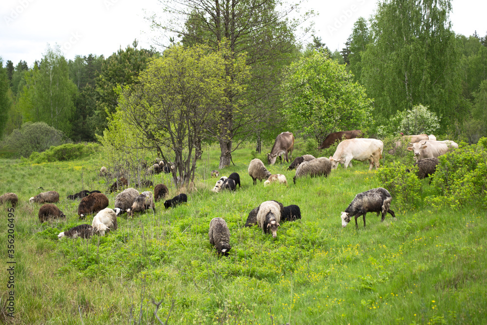 Farm animals grazing cows and sheep in a spring field Farm animals grazing cows and sheep in a spring field