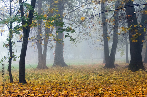 Thick fog in the autumn park. Yellow fallen leaves on the ground in the forest