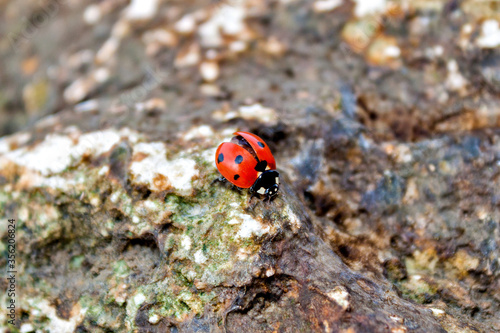 Ladybug sitting on a stone